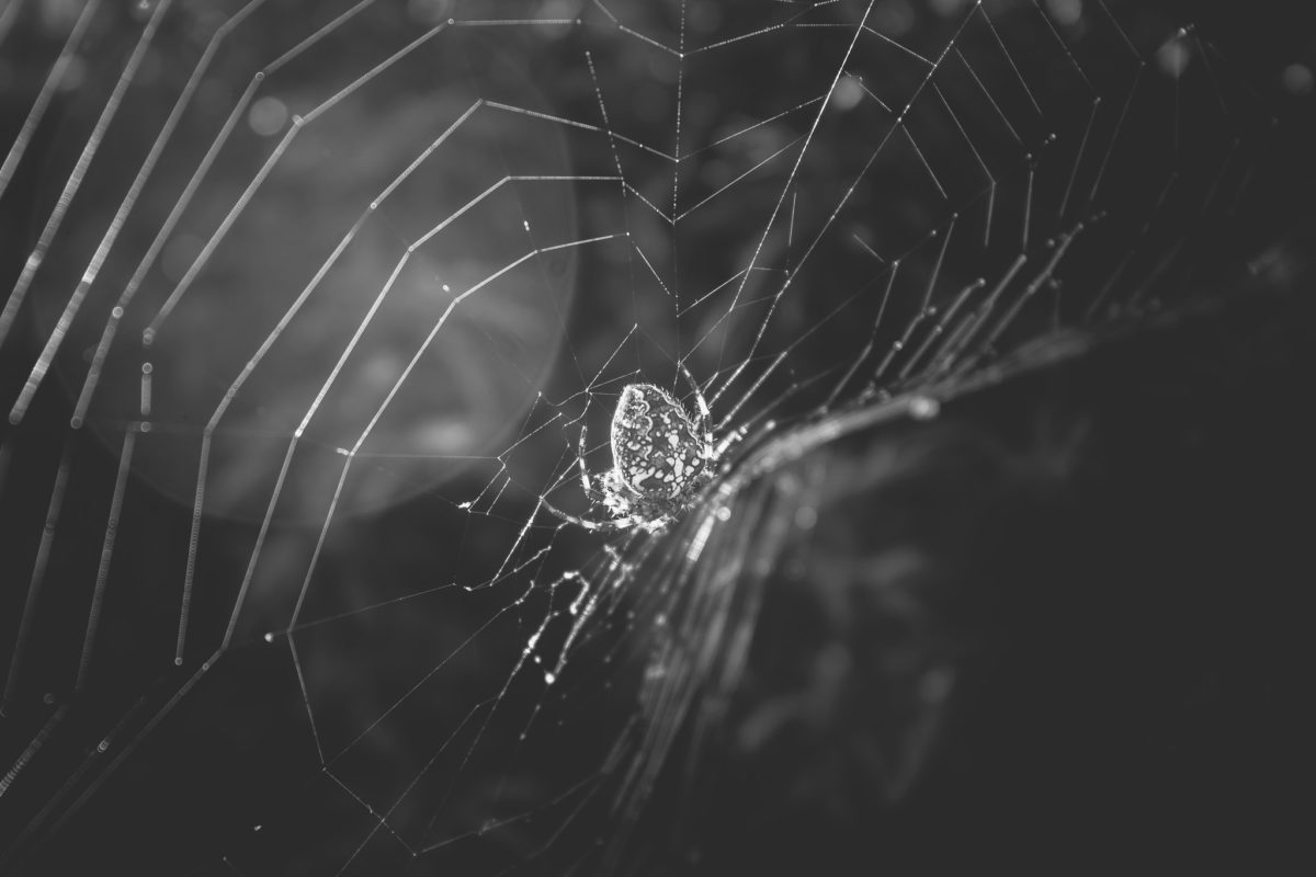 Article : Le dark web peut servir la libert&eacute; d&rsquo;expression au Sahel